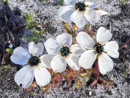 Drosera